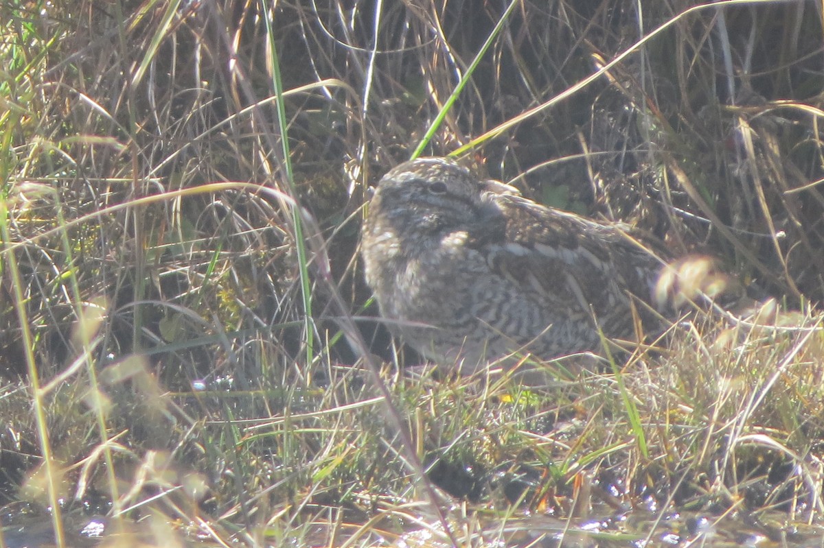 Өнчин хараалж - ML643586938