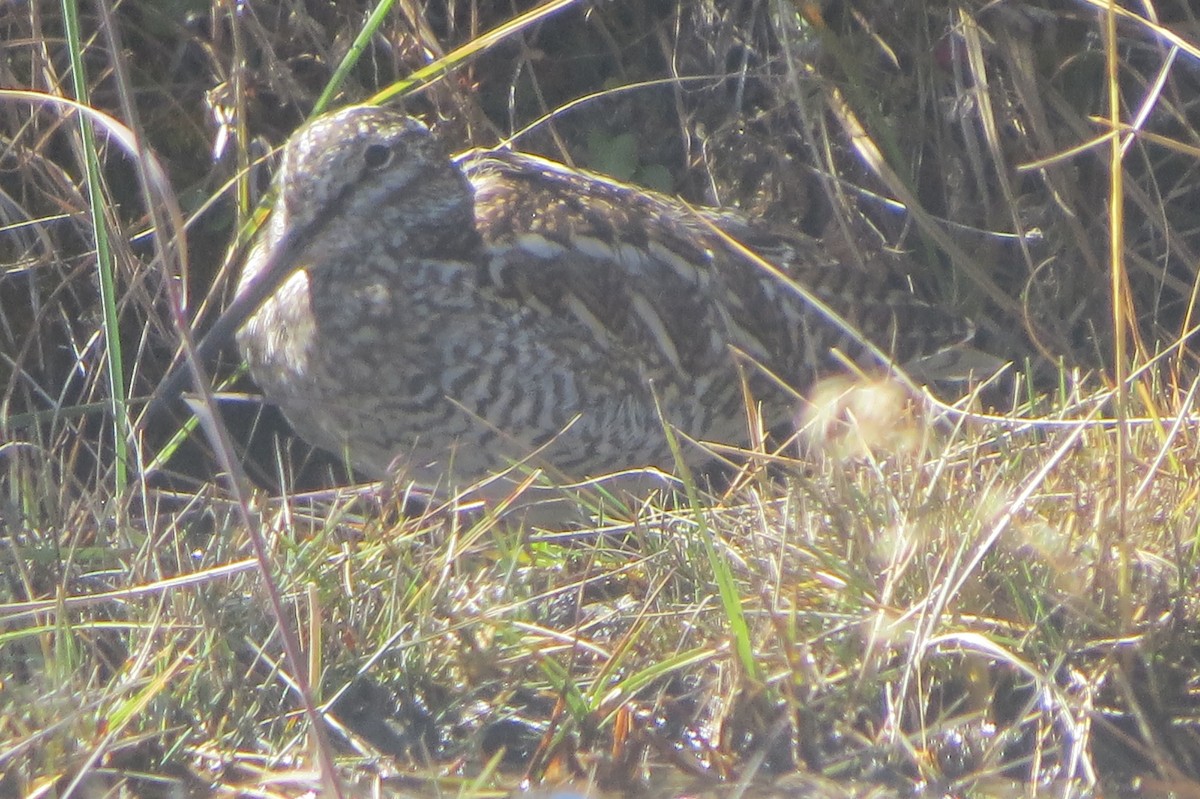 Өнчин хараалж - ML643586939