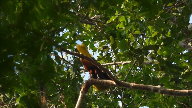 Green Oropendola - ML643586977