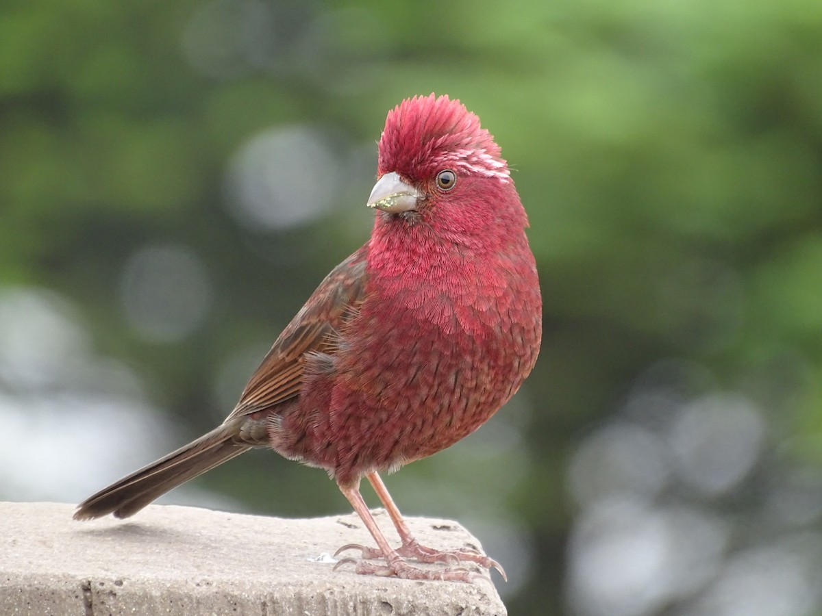 Taiwan Rosefinch - Tom Liao