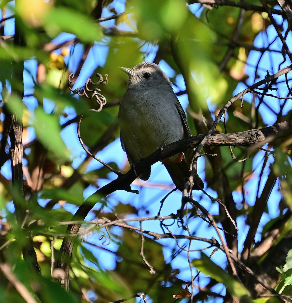 kattespottefugl - ML643587020