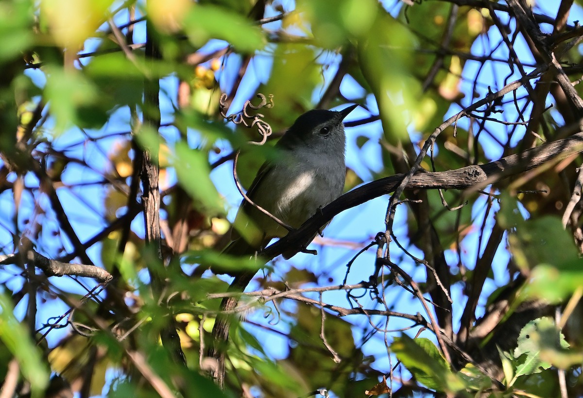 kattespottefugl - ML643587021
