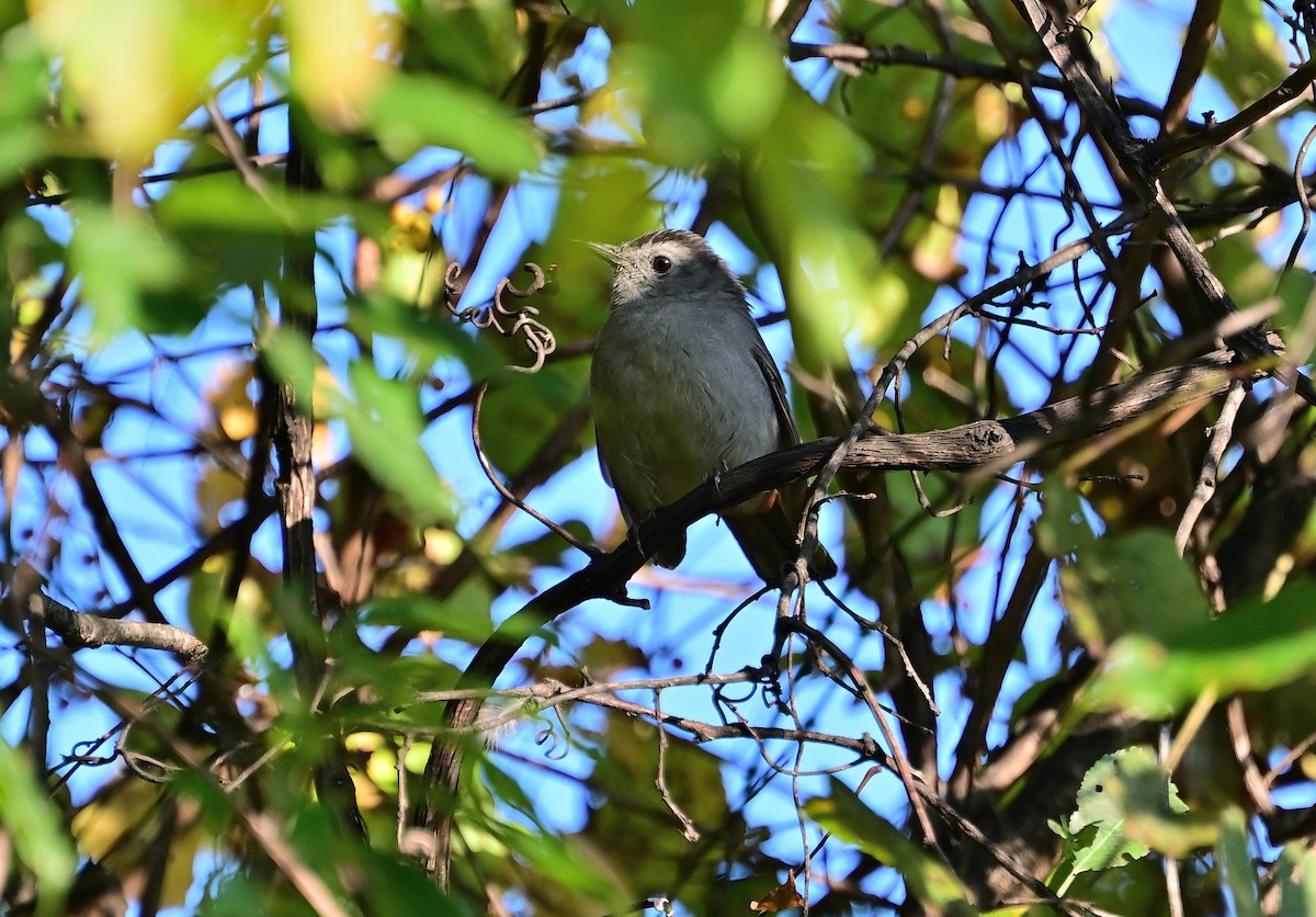 kattespottefugl - ML643587022
