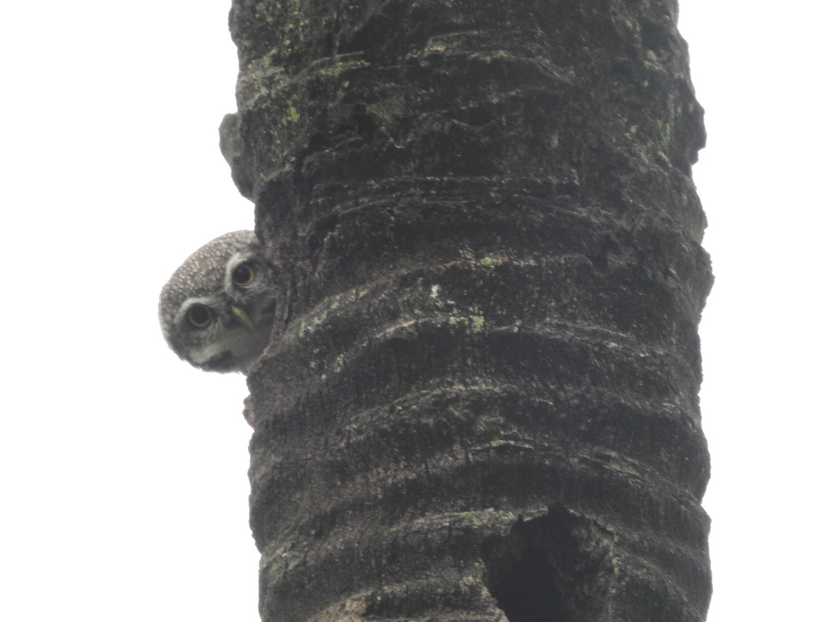 Spotted Owlet - ML643587027