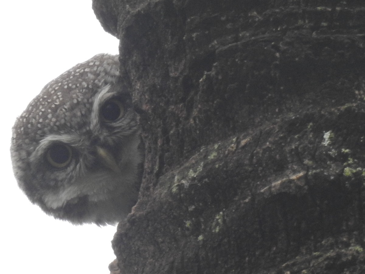 Spotted Owlet - ML643587029