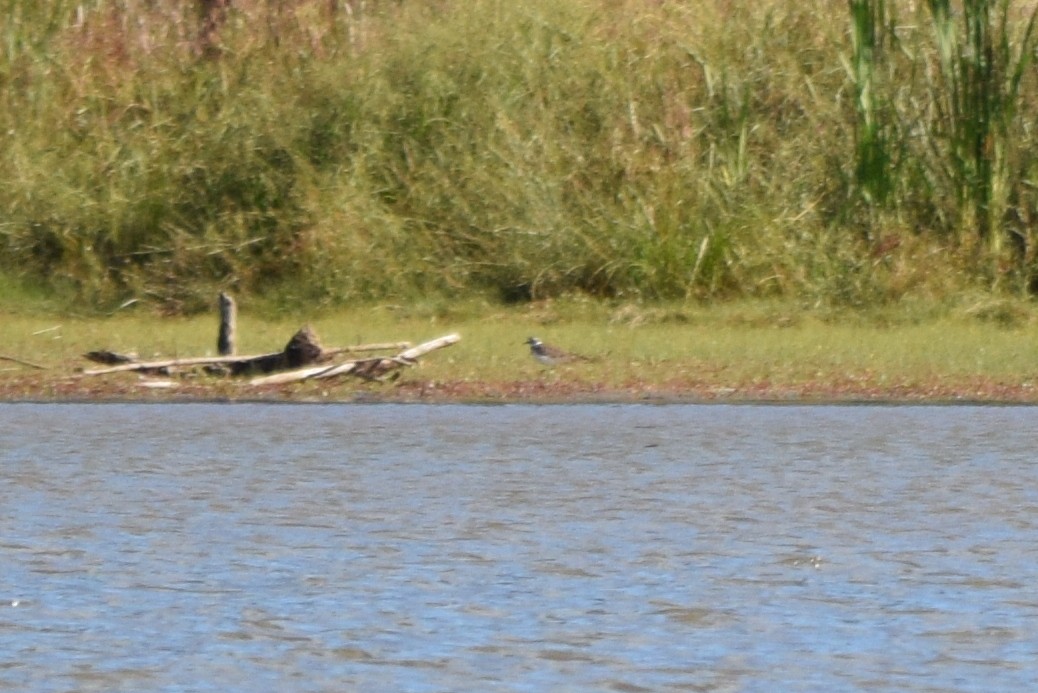 Killdeer - ML643587032