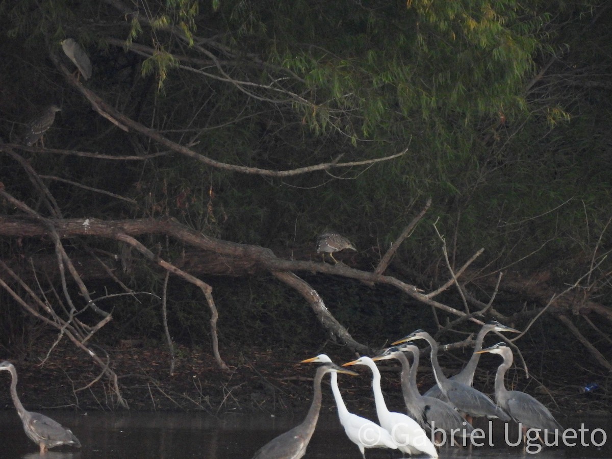 Black-crowned Night Heron - ML643587033
