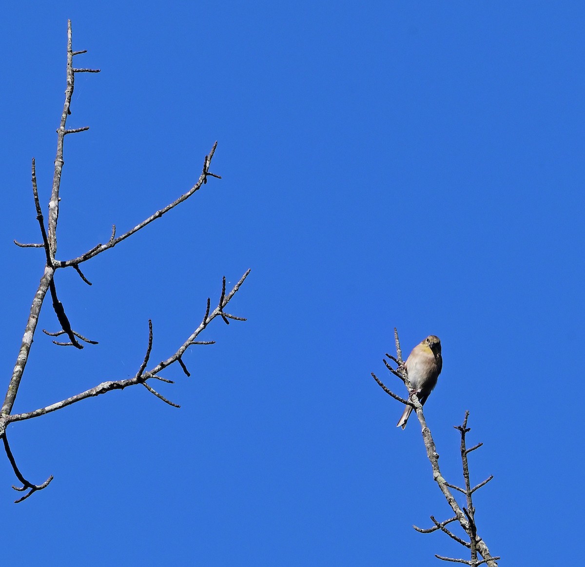 gulstillits - ML643587034