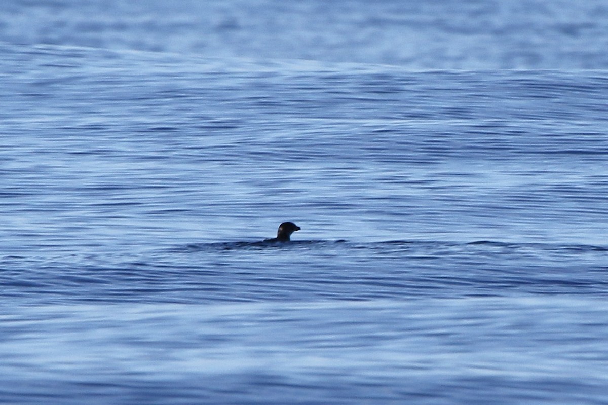 Puffinure plongeur - ML643587065