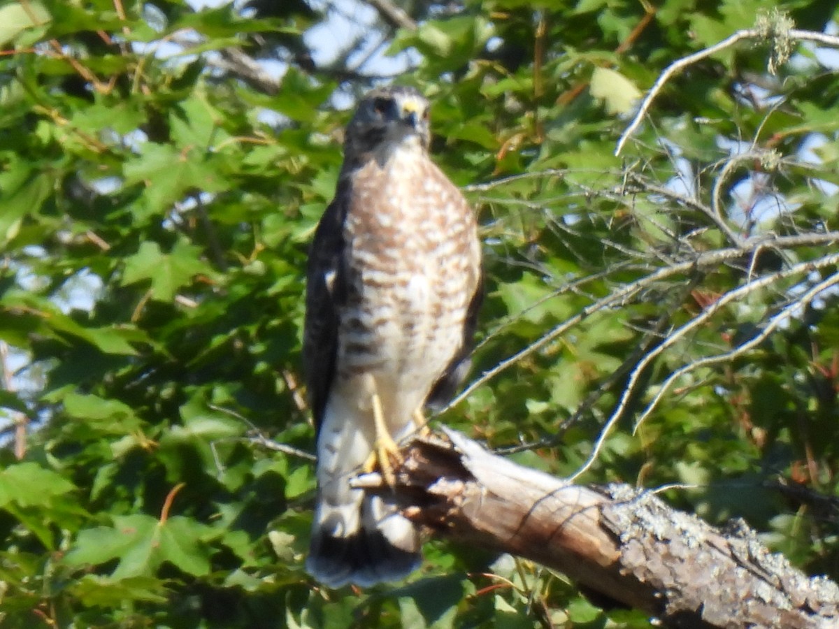 Broad-winged Hawk - ML643587118