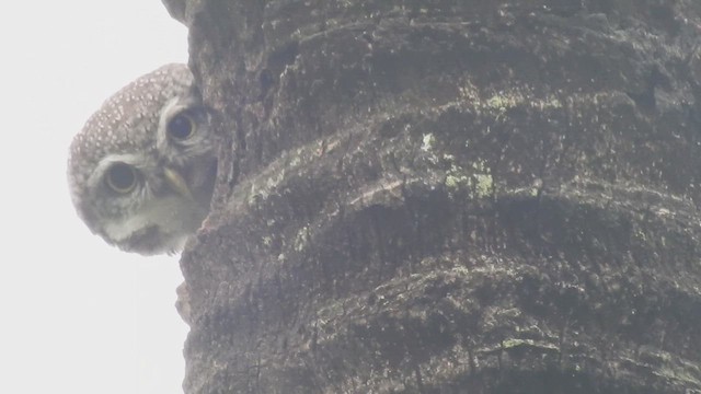 Spotted Owlet - ML643587129