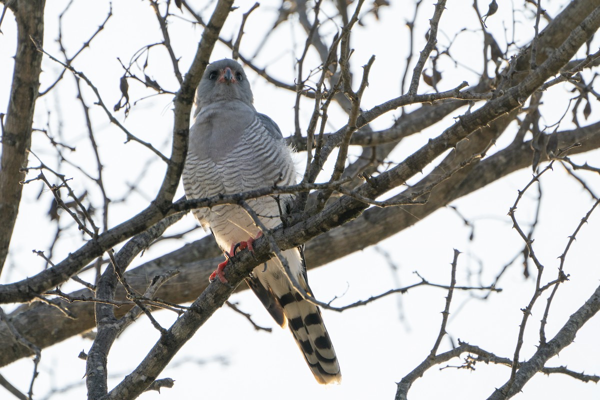 Gabar Goshawk - ML643587143