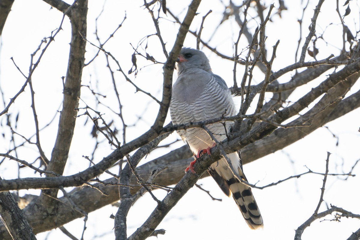 Gabar Goshawk - ML643587144