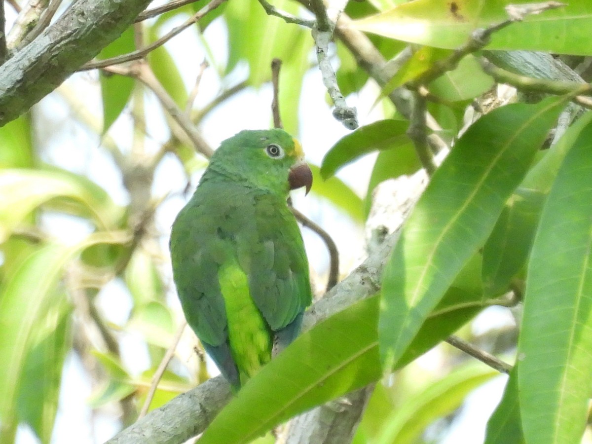 Tui Parakeet - ML643587168