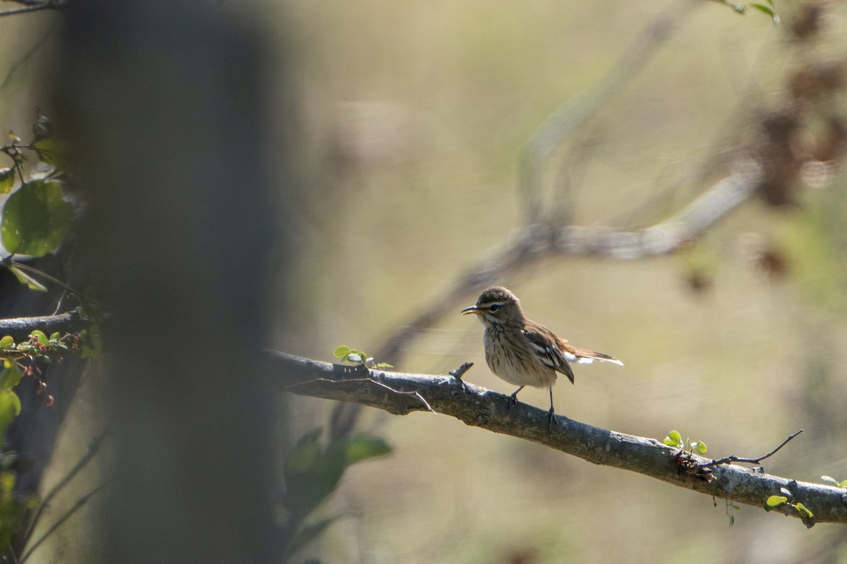 White-browed Scrub-Robin - ML643587169