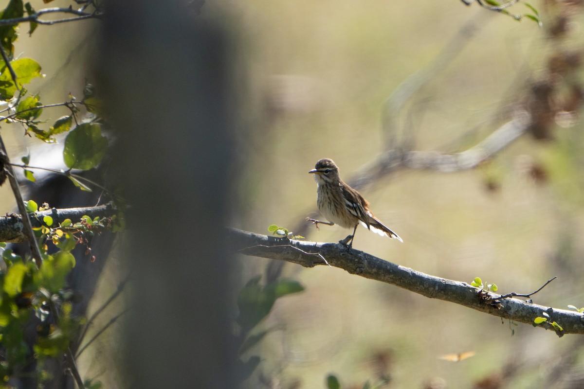 White-browed Scrub-Robin - ML643587170