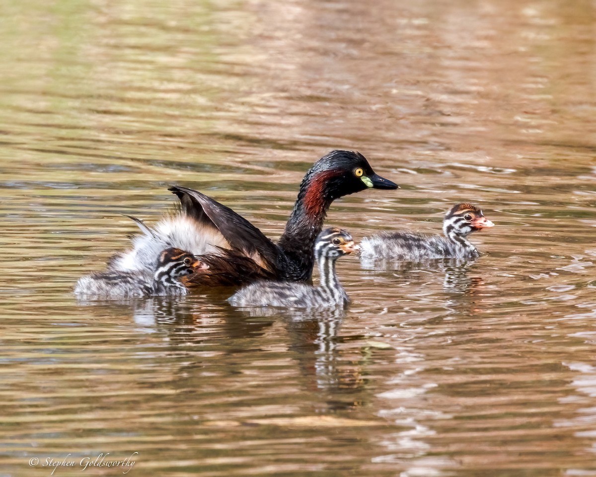 Australasian Grebe - ML643587176