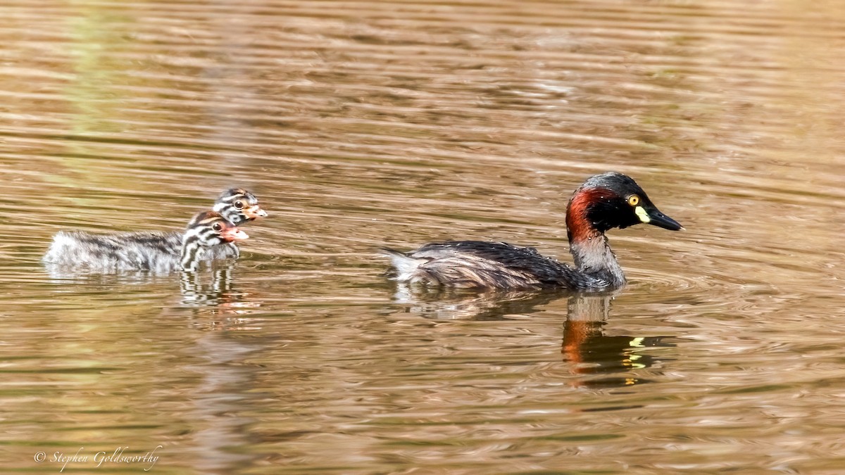Australasian Grebe - ML643587177
