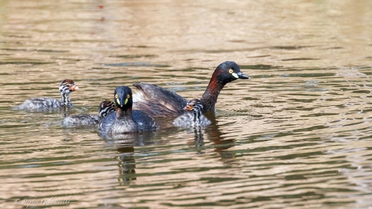 Australasian Grebe - ML643587178
