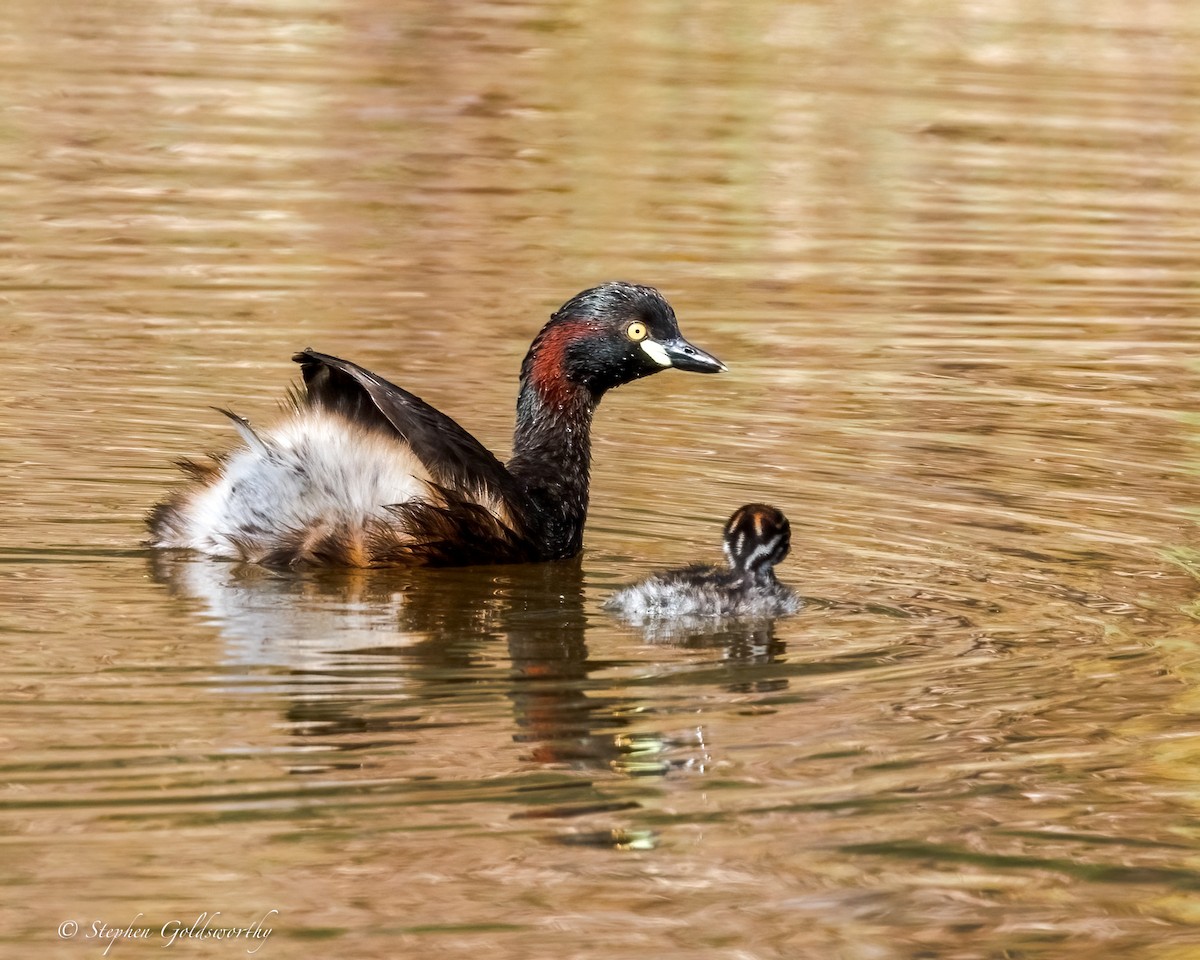 Australasian Grebe - ML643587179