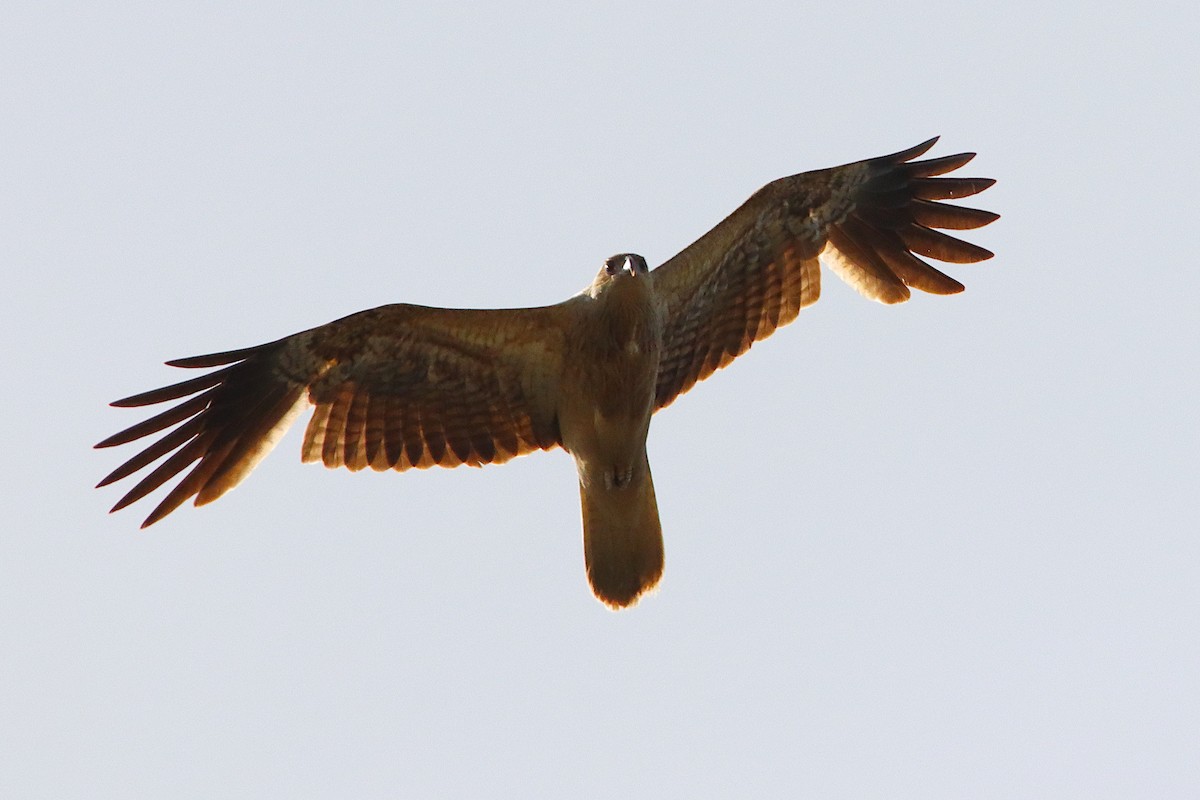 Whistling Kite - ML643587181