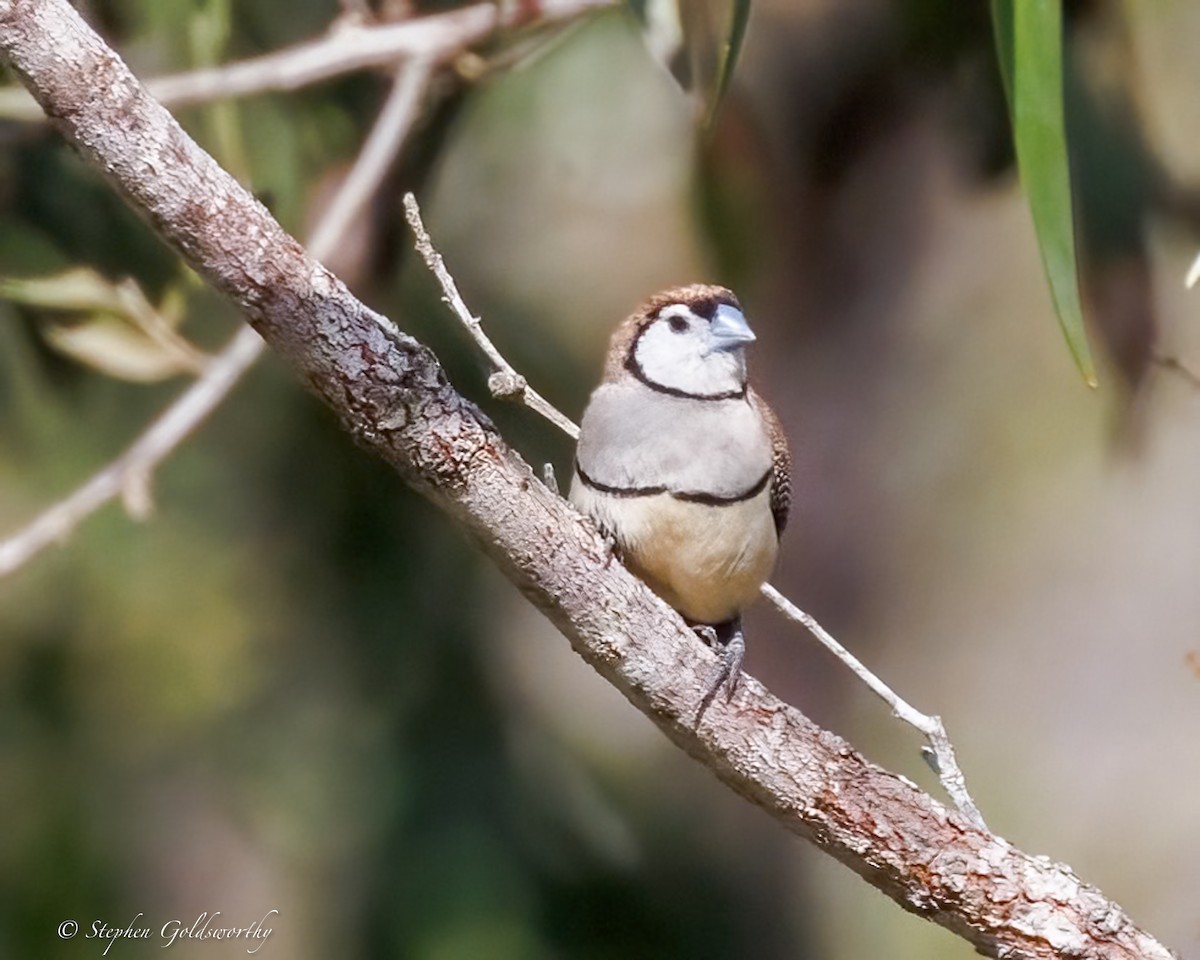 Double-barred Finch - ML643587182