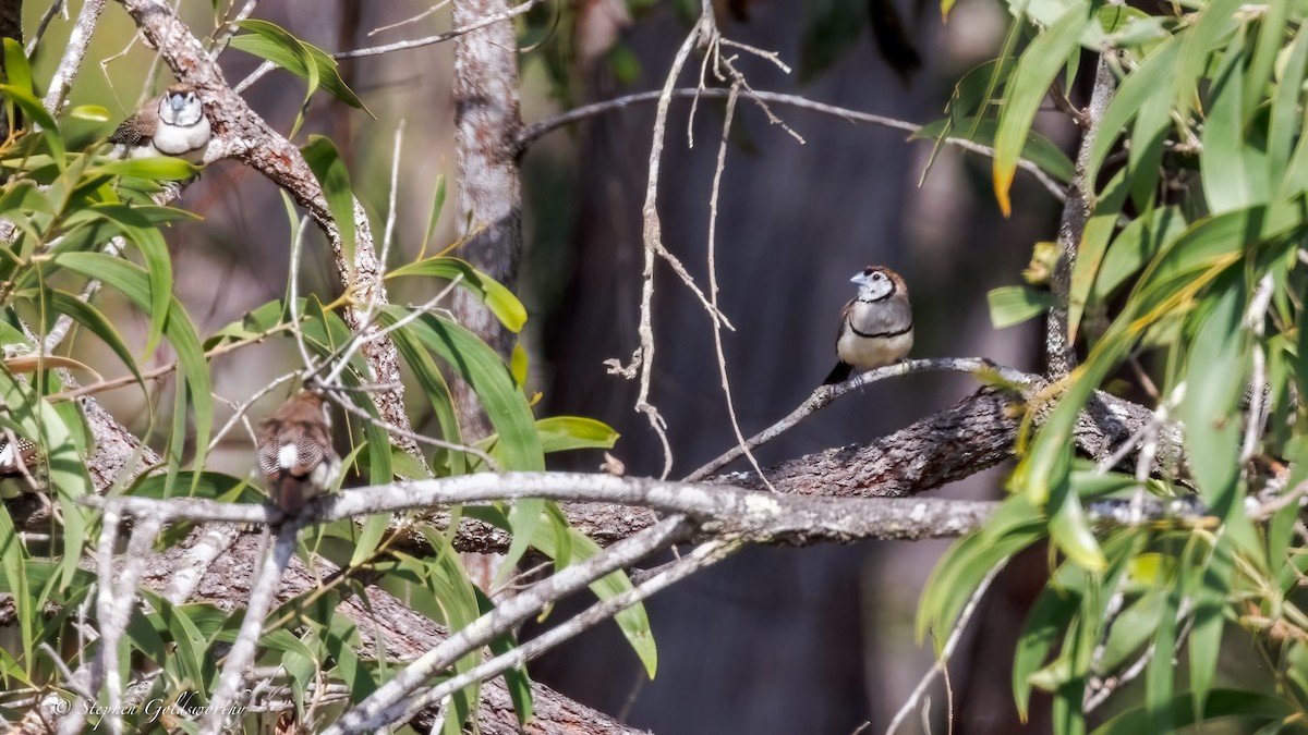 Double-barred Finch - ML643587186