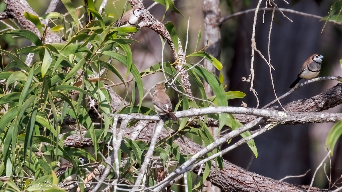 Double-barred Finch - ML643587187