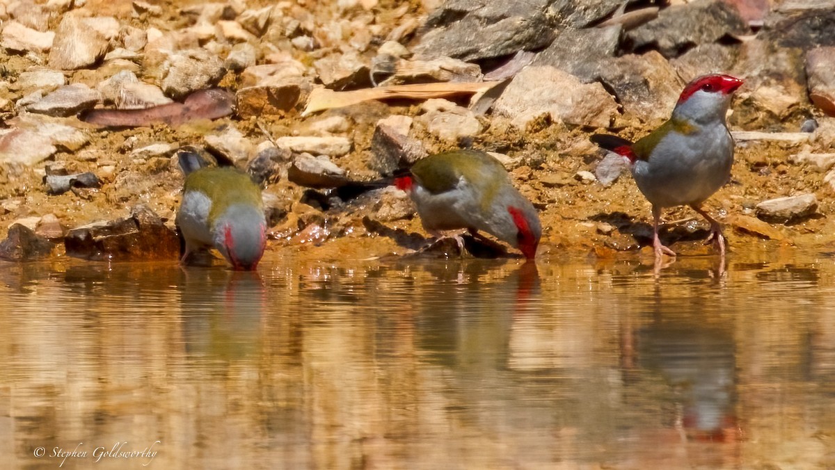 Red-browed Firetail - ML643587190