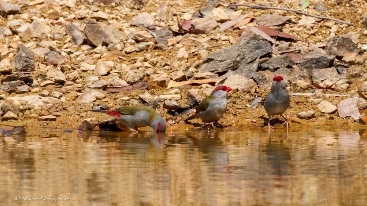 Red-browed Firetail - ML643587191