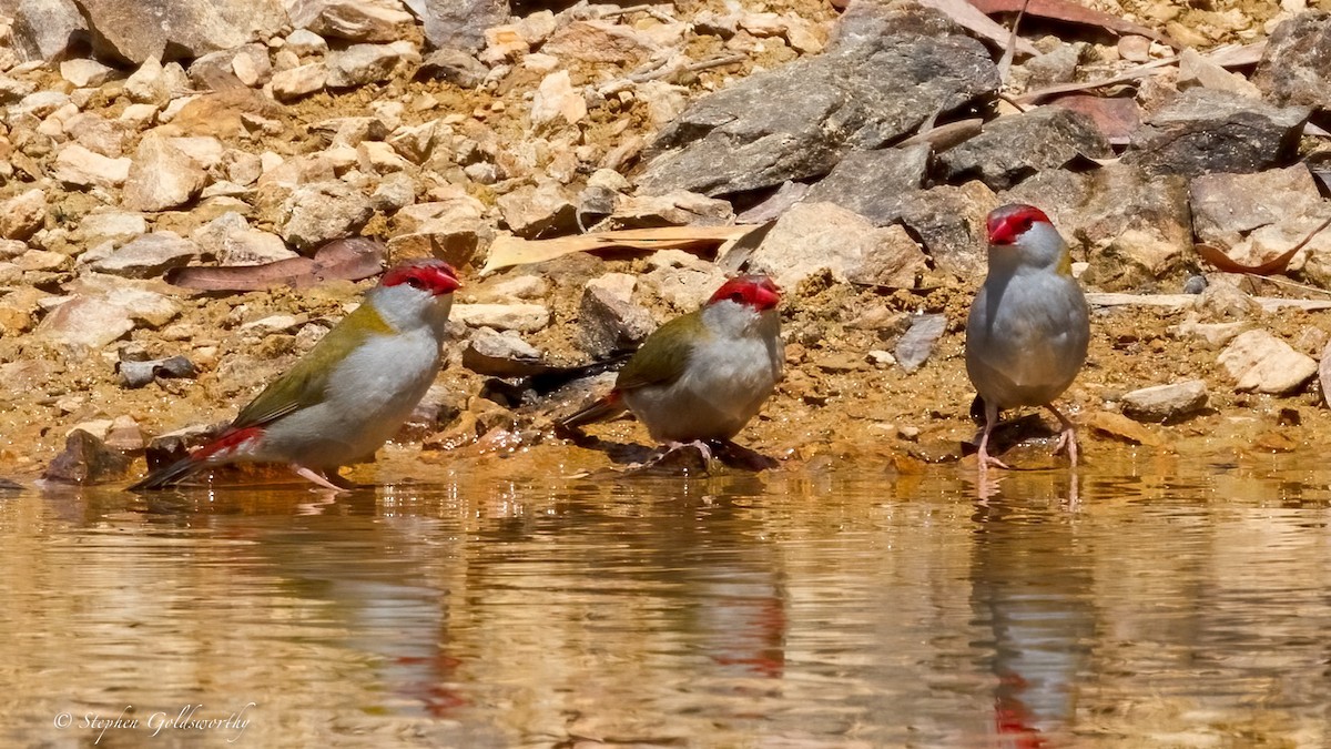 Red-browed Firetail - ML643587192