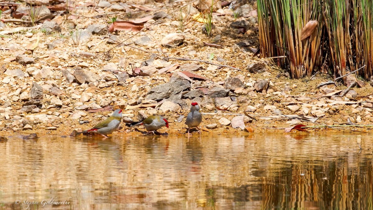 Red-browed Firetail - ML643587194