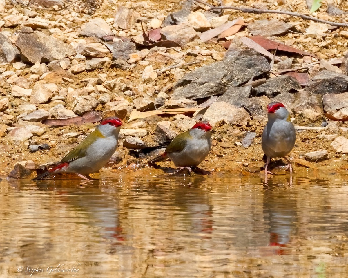 Red-browed Firetail - ML643587195