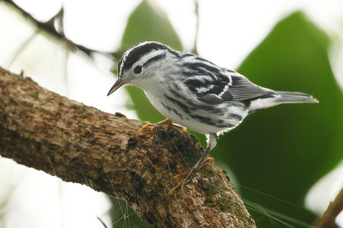 Black-and-white Warbler - ML643587202