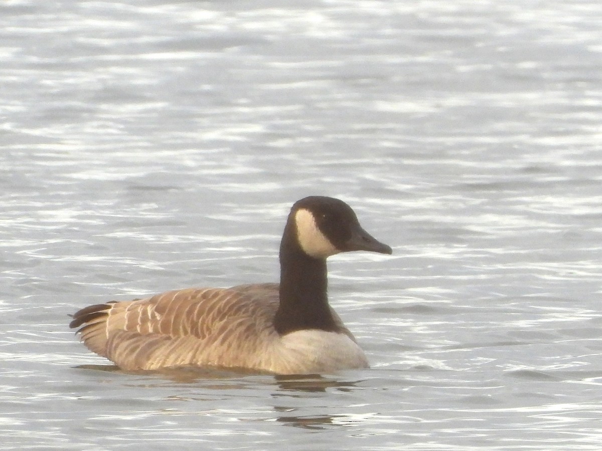 シジュウカラガン - ML643587209