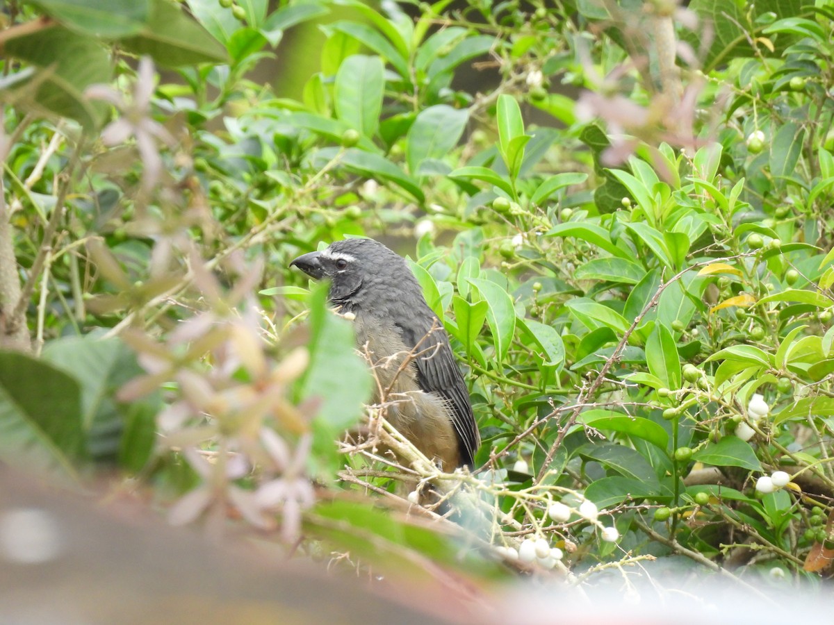 Cinnamon-bellied Saltator - ML643587216