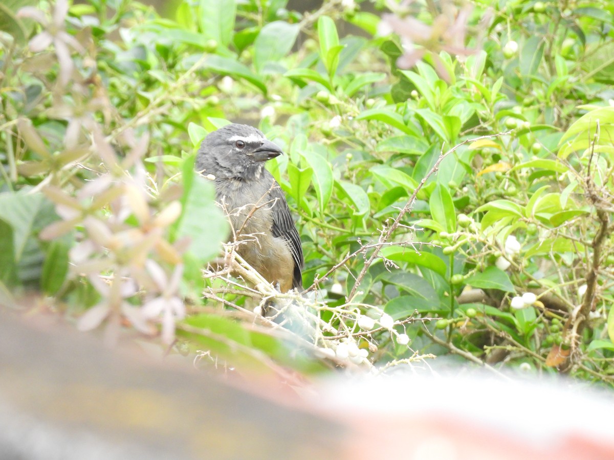 Cinnamon-bellied Saltator - ML643587217