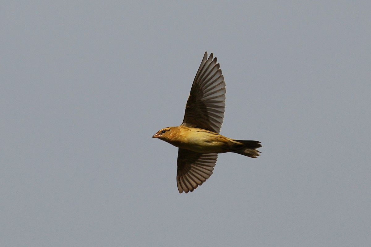 Bobolink - ML643587226