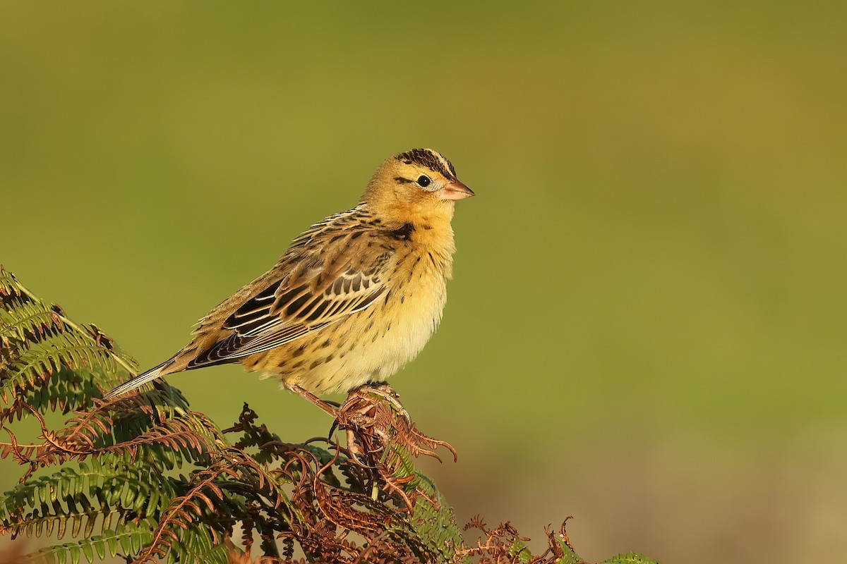 Bobolink - ML643587227