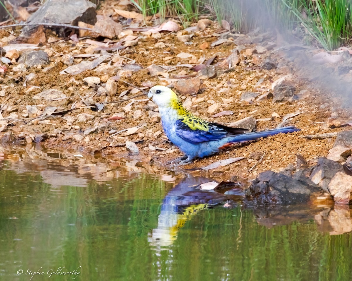 Pale-headed Rosella - ML643587251