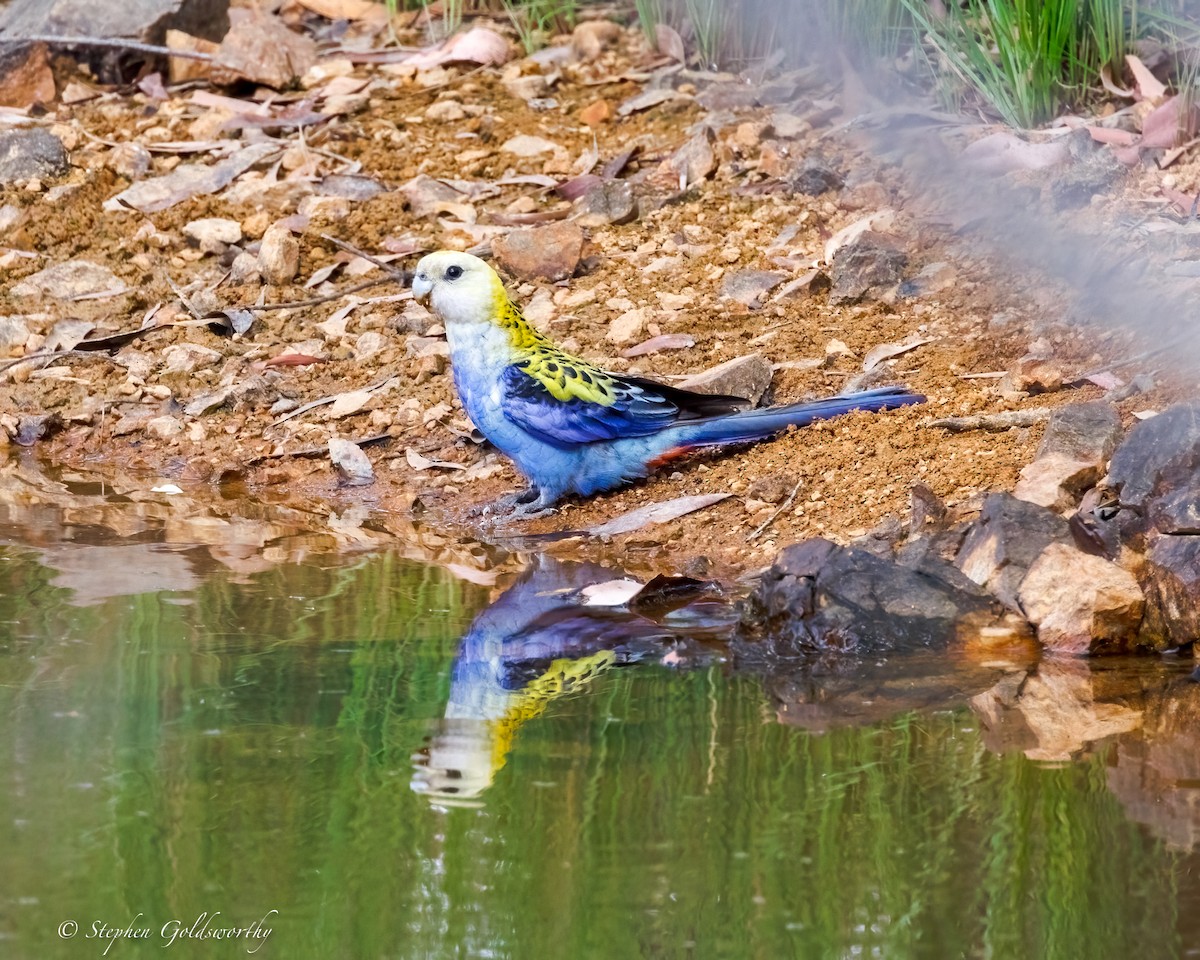 Pale-headed Rosella - ML643587252