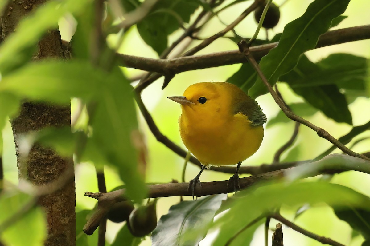 Prothonotary Warbler - ML643587253