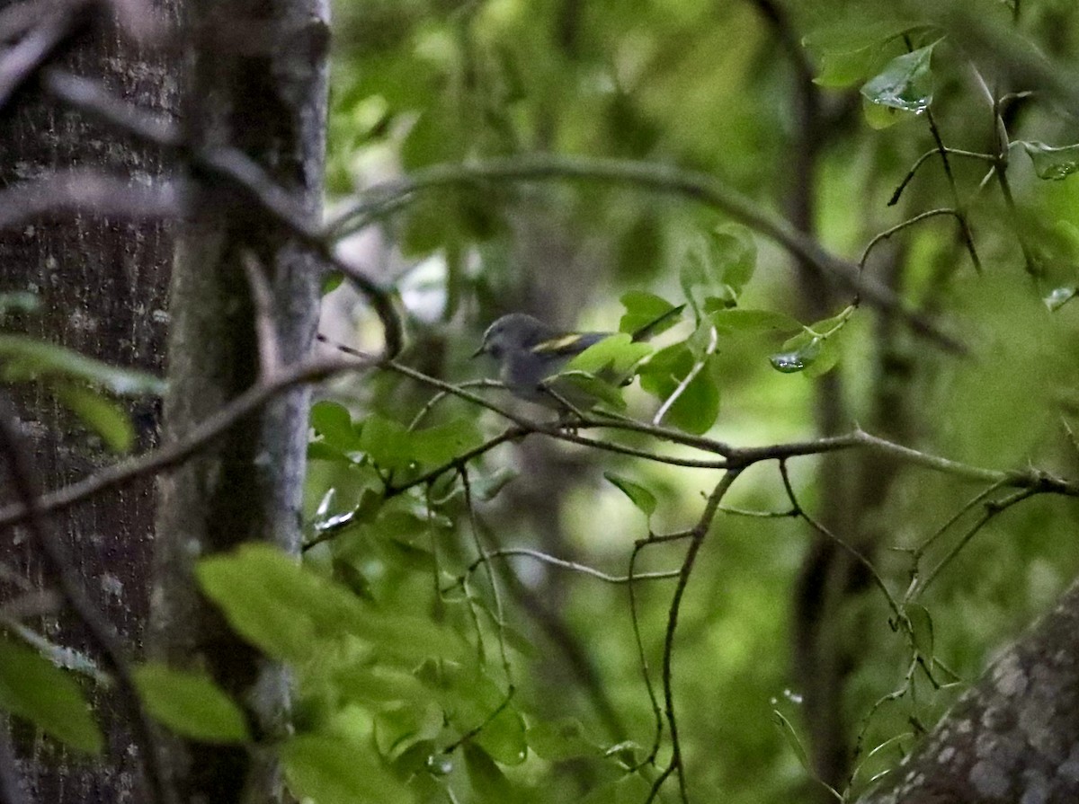 Golden-winged Warbler - ML643587254