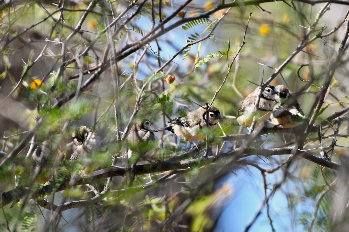 Double-barred Finch - ML643587259