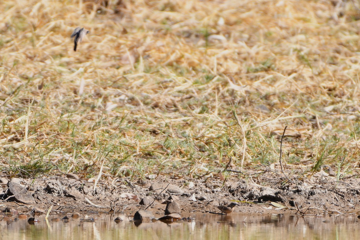 Pictorella Munia - ML643587263