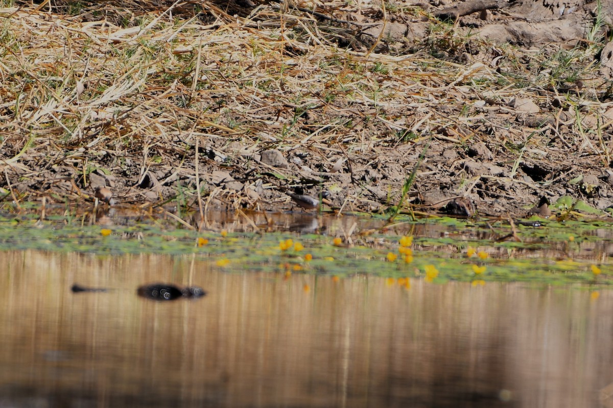 Pictorella Munia - ML643587264