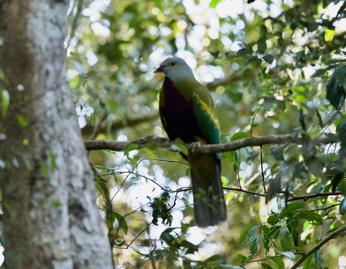 Wompoo Fruit-Dove - ML643587275