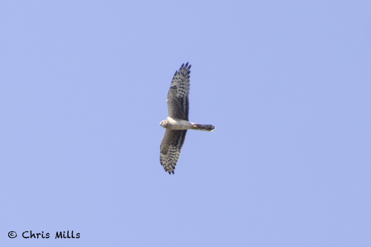 Aguilucho Papialbo - ML643587283