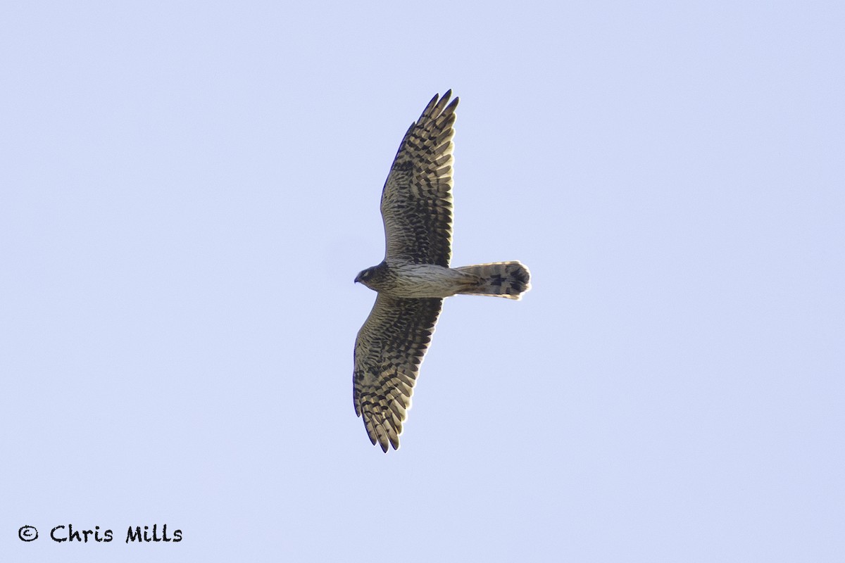 Aguilucho Papialbo - ML643587284