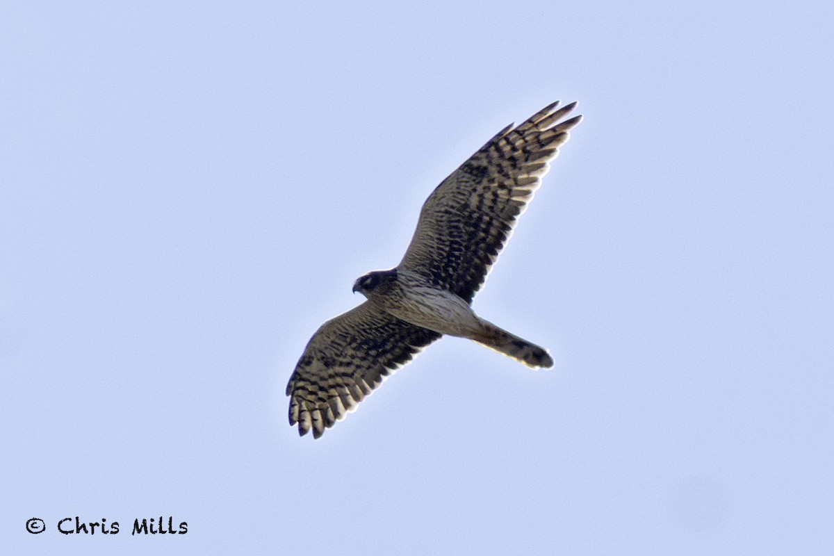 Aguilucho Papialbo - ML643587285